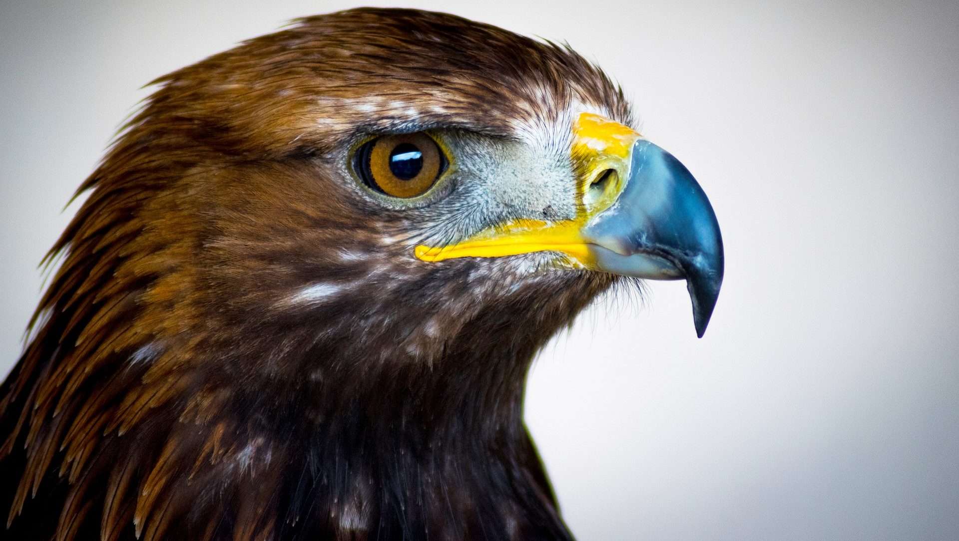 Steinadler Metapher Outside
