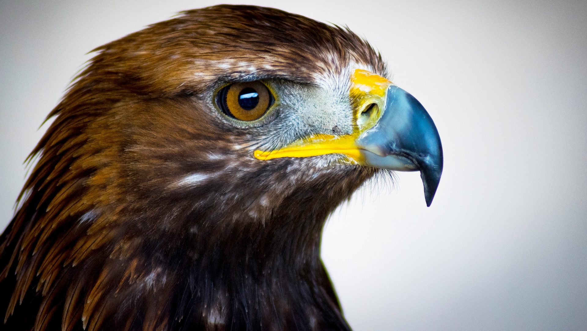 Steinadler Metapher Outside