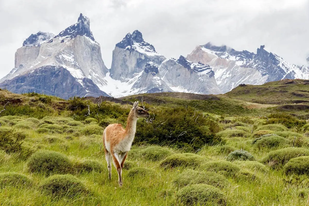 Torres del Paine Gipfel, Trekking, Guanko, Erlebnispädagogik