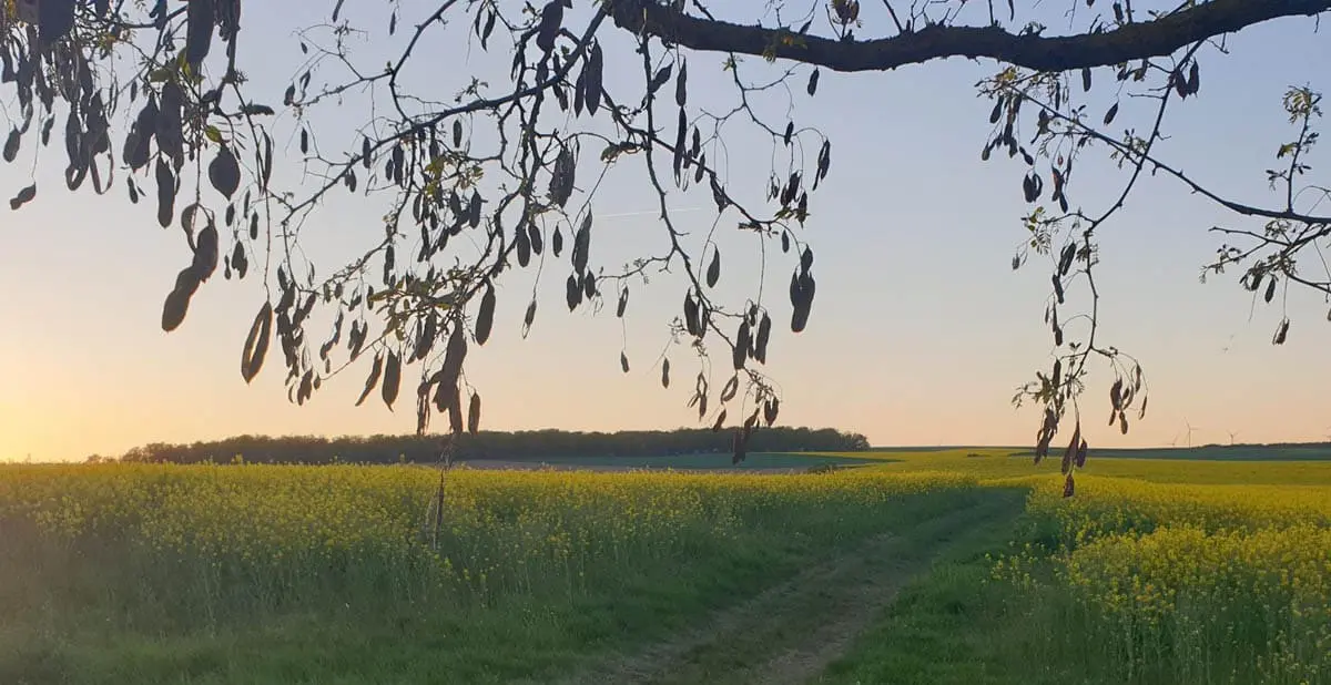 Pfalz, Sonnenuntergang, Horizont